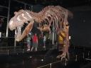 Squelette d’un T-Rex