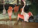 Flamants roses dans le West Edmonton Mall